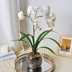 Phalaenopsis Night Light Decor