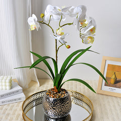 Phalaenopsis Night Light Decor