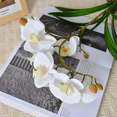 Phalaenopsis Night Light Decor