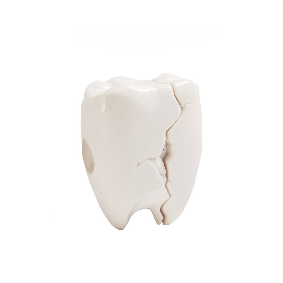 Tooth AirPods Case 🦷